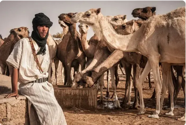 Un financement américain : 16 millions de dollars pour appuyer l’élevage Un financement américain : 16 millions de dollars pour appuyer l’élevage