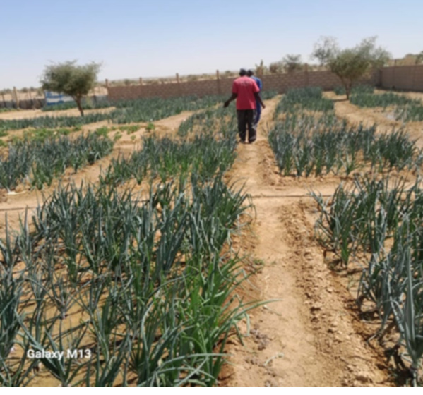 Plaidoyer pour une Mauritanie qui nourrit la Mauritanie Plaidoyer pour une Mauritanie qui nourrit la Mauritanie