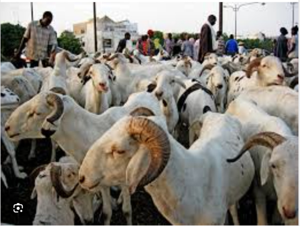 Autosuffisance en moutons : Le Sénégal et la Mauritanie scellent un partenariat stratégique Autosuffisance en moutons : Le Sénégal et la Mauritanie scellent un partenariat stratégique