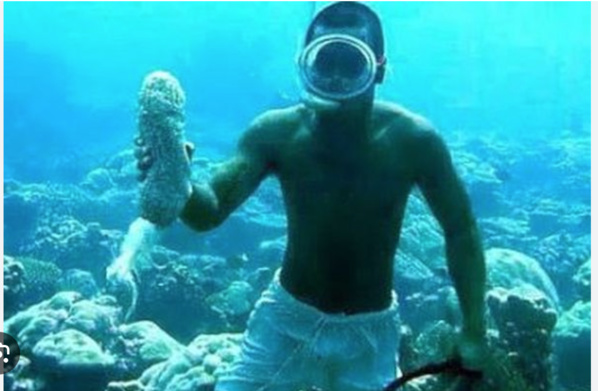 Des plongeurs arrêtés près du port de Tanit Des plongeurs arrêtés près du port de Tanit