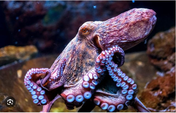 Pêche : Réouverture de zone de pêche du poulpe Pêche : Réouverture de zone de pêche du poulpe