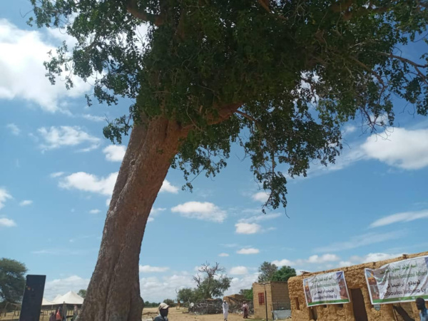 Brakna/Loboudou : L’ADC SALAYEL lance un nouveau programme de régénération du celtis Brakna/Loboudou : L’ADC SALAYEL lance un nouveau programme de régénération du celtis