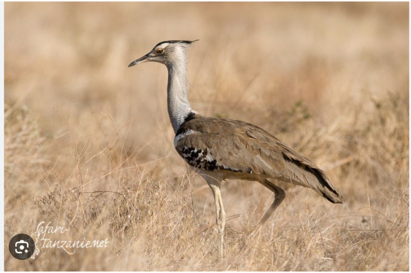 Le ministère de l’Environnement réceptionne 250 outardes Le ministère de l’Environnement réceptionne 250 outardes