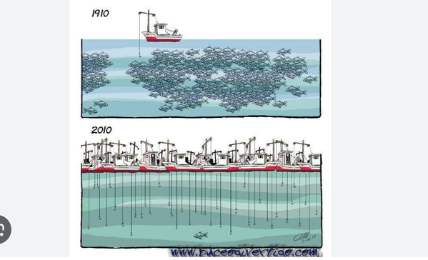 Les ressources halieutiques en Mauritanie : Un avenir incertain pour un secteur vital Les ressources halieutiques en Mauritanie : Un avenir incertain pour un secteur vital