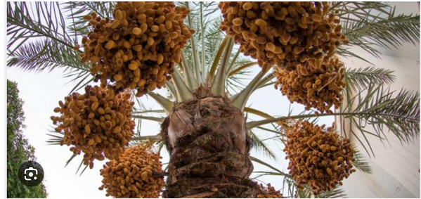 Tidjikja Lancement de la manifestation culturelle « Les nuits de la gueitna » Tidjikja Lancement de la manifestation culturelle « Les nuits de la gueitna »