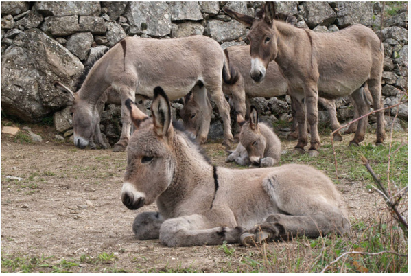 Le ministre de l’élevage : « l’apport du secteur à l’économie nationale est important car représentant 10% du PIB » Le ministre de l’élevage : « l’apport du secteur à l’économie nationale est important car représentant 10% du PIB »