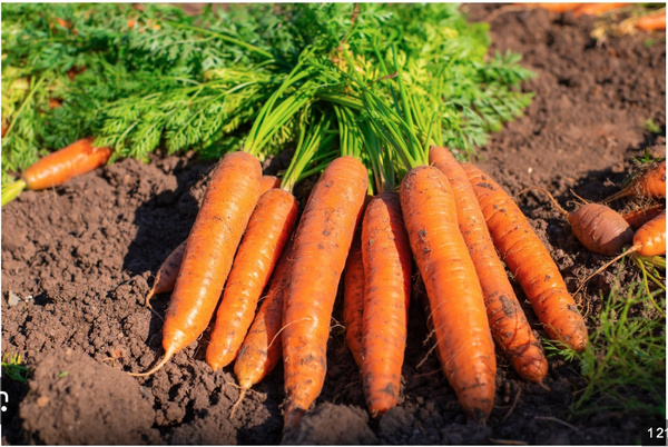Destruction de 27 tonnes de carottes avariées dans la banlieue de Nouadhibou