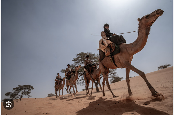 Ministre de l’Élevage : 60% des chameaux à Nouadhibou sont hors du circuit économique