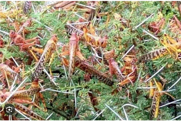 Le ministre de l’Agriculture : La situation actuelle du criquet pèlerin est sous contrôle Le ministre de l’Agriculture : La situation actuelle du criquet pèlerin est sous contrôle