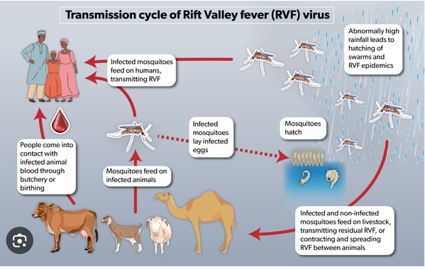 Le ministère de la Santé annonce le décès d’un citoyen dû à la fièvre de la vallée du Rift Le ministère de la Santé annonce le décès d’un citoyen dû à la fièvre de la vallée du Rift