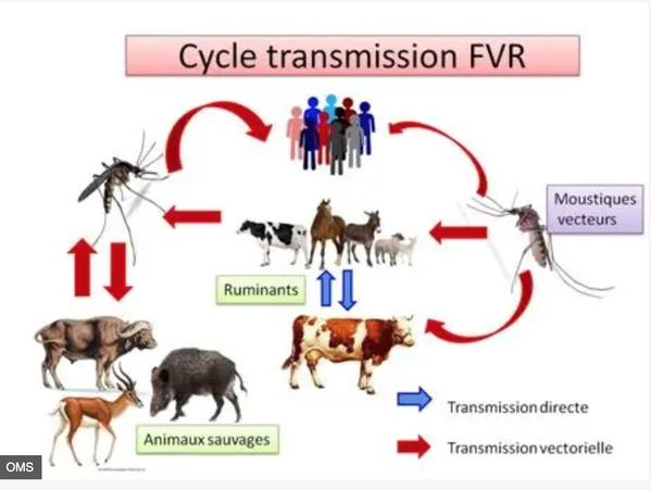 Mauritanie : annonce d’une épidémie de la fièvre de la vallée du Rift dans 8 wilayas et recensement de 17 foyers de la maladie