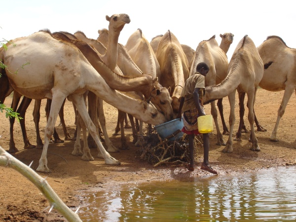 Fièvre de la vallée du Rift : soutien technique de la FAO à la Mauritanie Fièvre de la vallée du Rift : soutien technique de la FAO à la Mauritanie