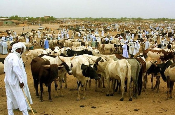 Le ministre de l’Élevage : « La véritable richesse de la wilaya du Hodh Charghi réside dans son potentiel agropastoral » Le ministre de l’Élevage : « La véritable richesse de la wilaya du Hodh Charghi réside dans son potentiel agropastoral »