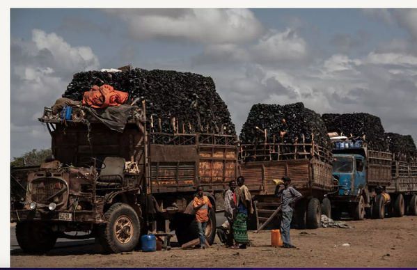 Des charbonniers illégaux arrêtés dans la région de Rosso