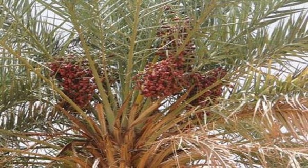 Ministère de l’Agriculture : la production de dattes à Adrar a atteint 16 000 tonnes cette saison Ministère de l’Agriculture : la production de dattes à Adrar a atteint 16 000 tonnes cette saison