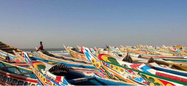 Arrêt biologique en Mauritanie : interdiction de la pêche aux céphalopodes dès le 1er mai Arrêt biologique en Mauritanie : interdiction de la pêche aux céphalopodes dès le 1er mai