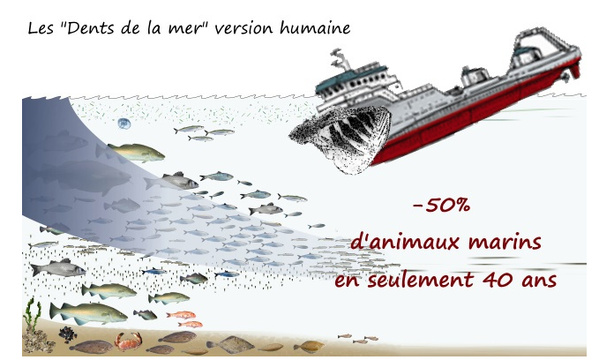 Une députée met en garde contre le recul des stocks de sardines dans les eaux territoriales mauritaniennes