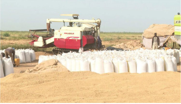 La récolte du riz se poursuit dans la wilaya du Trarza, avec des perspectives prometteuses