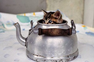 L'armée de Birame : 20 personnes, 200 claviers et un ambassadeur... L'armée de Birame : 20 personnes, 200 claviers et un ambassadeur...