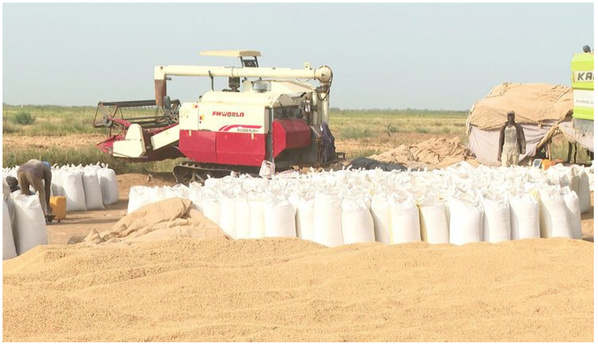 Riz : la Mauritanie prépare une stratégie décennale pour doper sa production locale Riz : la Mauritanie prépare une stratégie décennale pour doper sa production locale