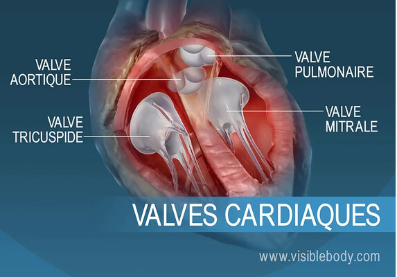 Nouakchott accueille la première édition du forum sur les maladies des valves cardiaques