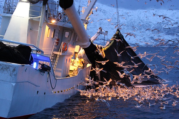 Greenpeace : la flotte chinoise menace d’extinction la richesse halieutique de la Mauritanie