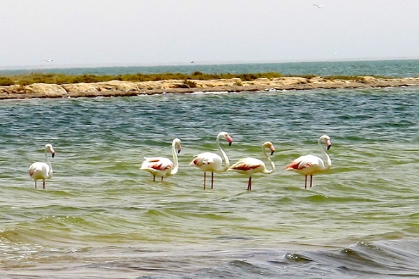 Démarrage des travaux de la 7ème Assemblée générale du consortium africain des Fonds pour l’Environnementaux à Nouakchott