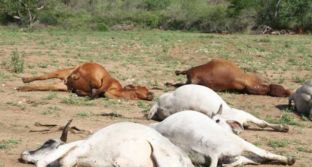 Mauritanie : Mort de bêtes au Guidimakha, après avoir dévoré des produits périmés