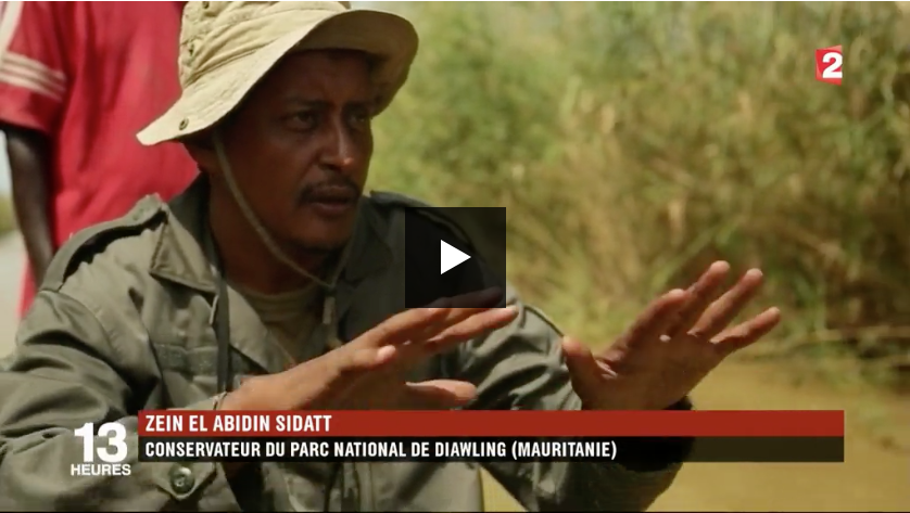 Mauritanie : une mauvaise herbe qui vaut de l'or
