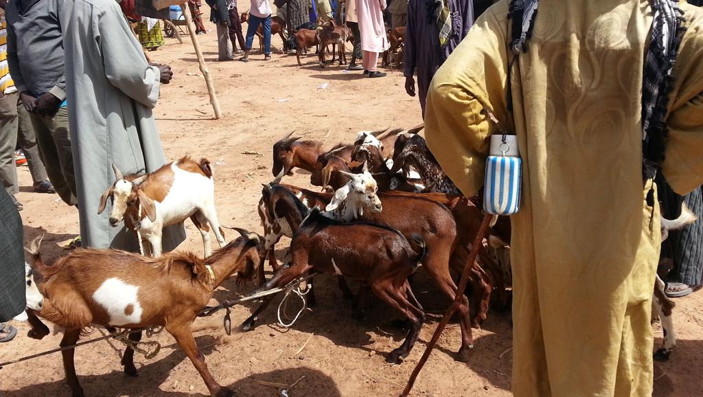 Le Premier ministre supervise le démarrage des travaux du séminaire pour l’investissement dans les ressources animales