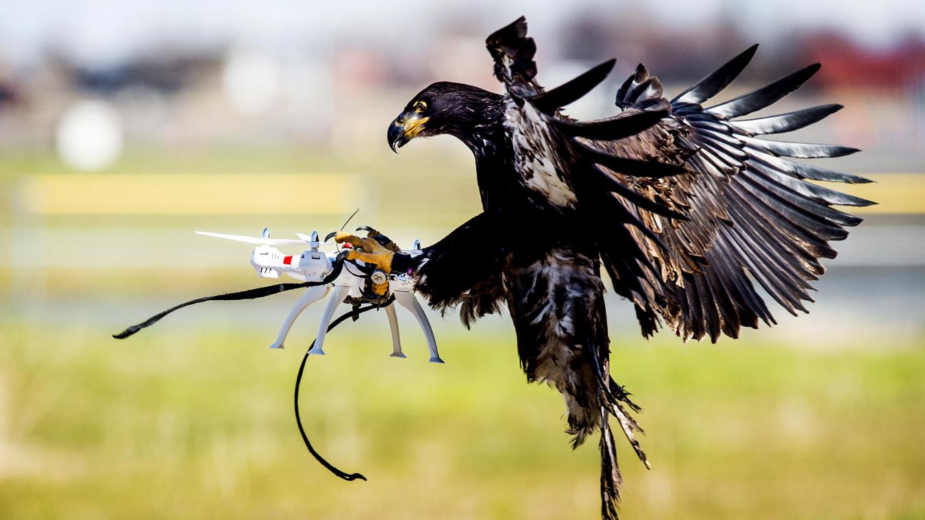 La police néerlandaise "licencie" des aigles dressés pour capturer des drones