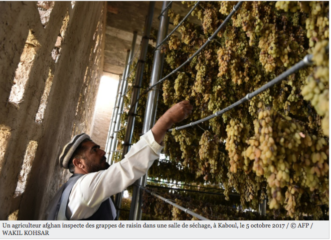 Les raisins d'Afghanistan, d'or et de poussières