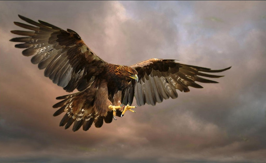 L'Albanie perd son aigle