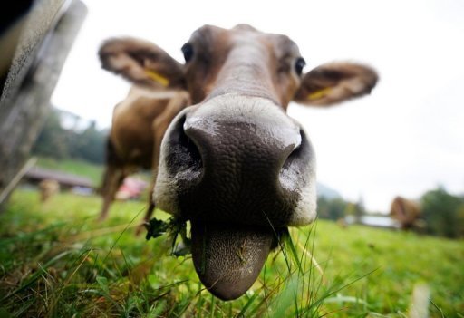 Vol d’une trentaine de vaches à Gogui Zamal