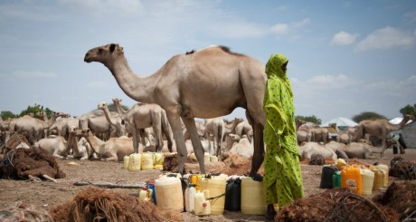 ROSA et SUN-Mauritanie inquiets face à la situation sylvo-agro-pastorale et nutritionnelle en Mauritanie