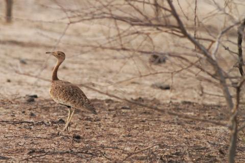 Première réinstallation d’outardes dans le nord mauritanien