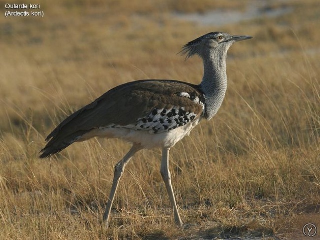 Protection des outardes au Tiris-Zemmour