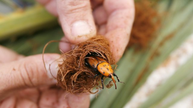 Sensibilisation pour la lutte contre les prédateurs des palmiers