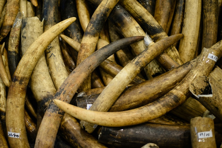 Le Royaume-Uni veut durcir l'interdiction du commerce de l'ivoire