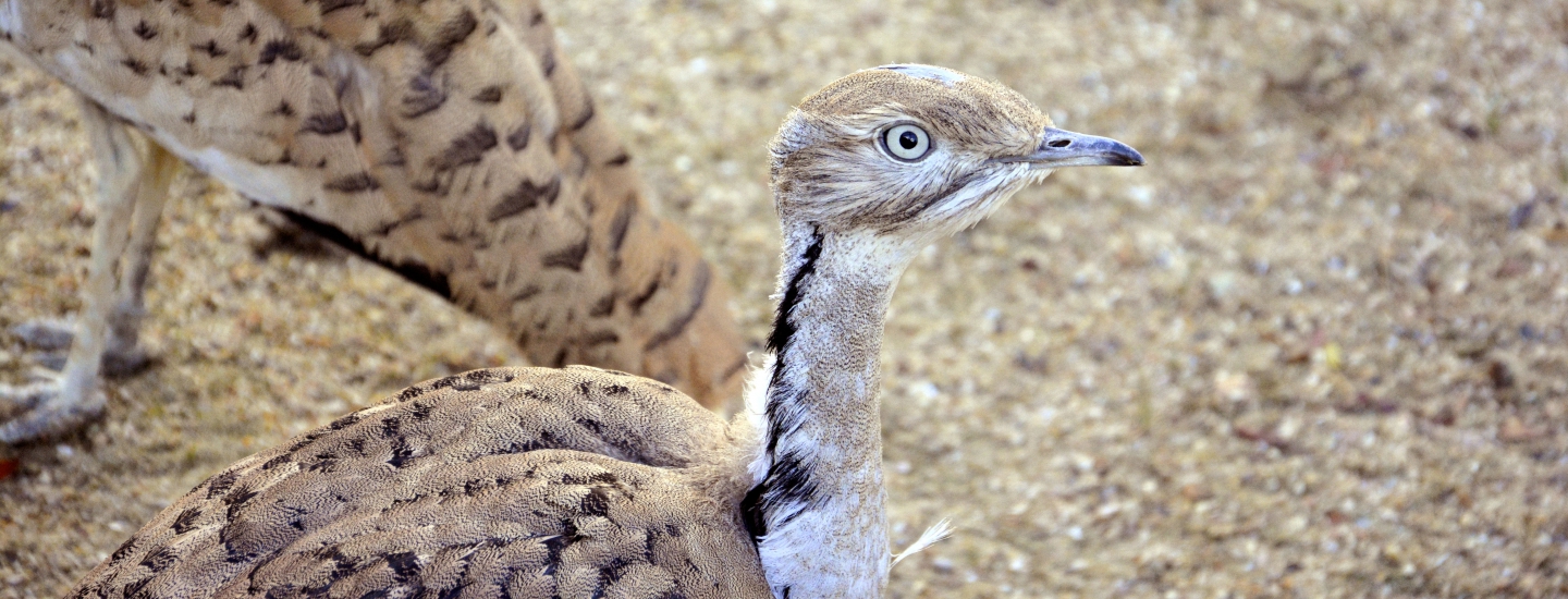 2.000 outardes lâchées dans le Nord mauritanien