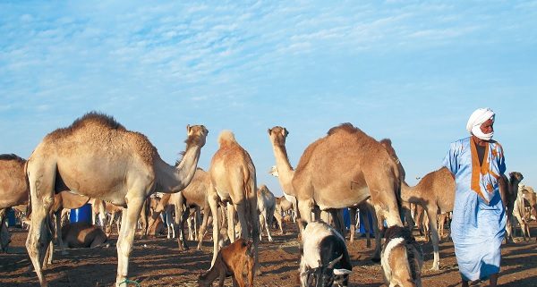Mauritanie : l’élevage contribue à plus de 12% au PIB (ministre)
