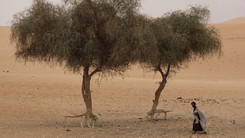 Mauritanie: une grave sécheresse menace la campagne agropastorale