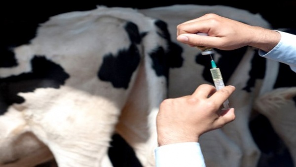 7,3 millions de têtes de bétail vaccinées en Mauritanie
