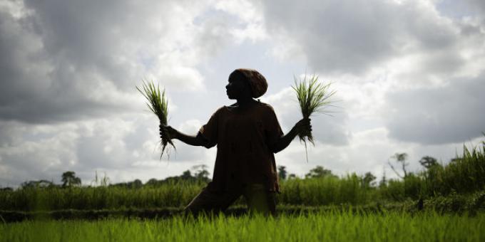 La Mauritanie veut produire 340.000 tonnes de riz