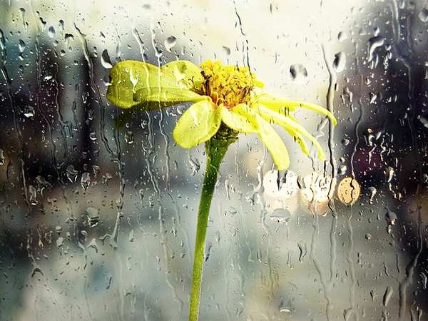 Importantes pluies sur plusieurs wilayas du pays