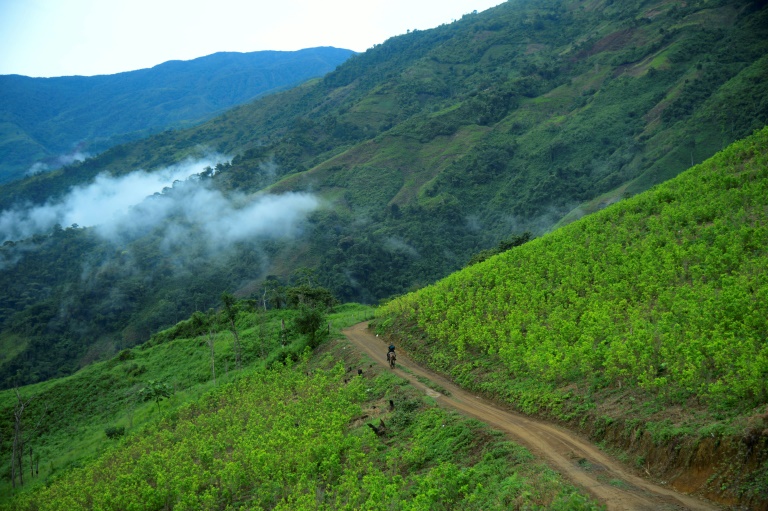 La Colombie reste le premier producteur de cocaïne du monde