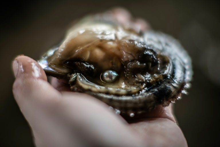 Akoya, la petite perle sacrée du Japon