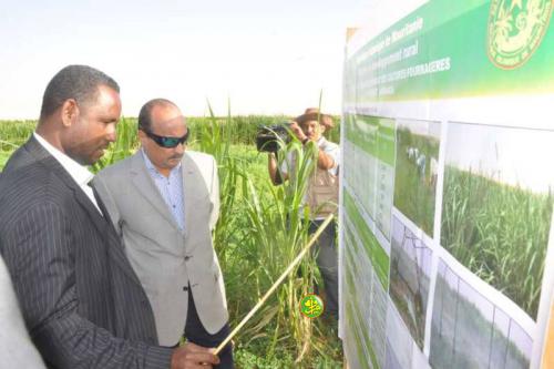 Le Président de la République visite un périmètre agricole pilote pour la culture des fourrages verts à N'Beikit Lahwach