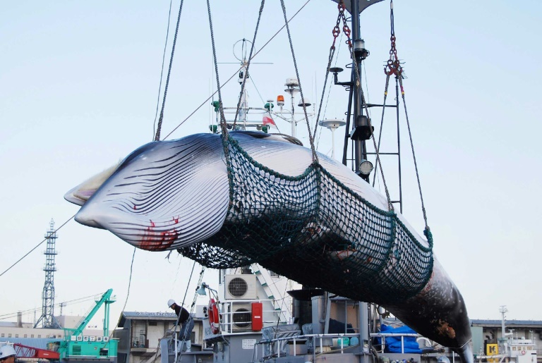 Le Japon reprend la chasse commerciale à la baleine après 30 ans d'interruption Le Japon reprend la chasse commerciale à la baleine après 30 ans d'interruption