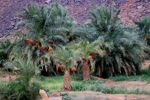 La Gueitna en Adrar : saison culturelle et touristique et créneau de développement local